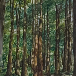 【原画】「杉林」水彩画　F2号 3枚目の画像