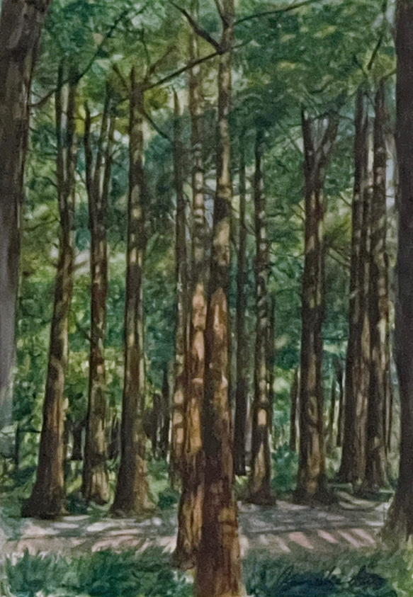 【原画】「杉林」水彩画　F2号 3枚目の画像