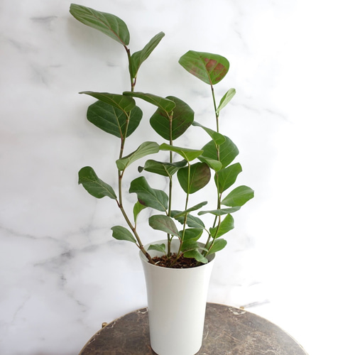 アートのような観葉植物♡シーグレープ ハマベブド丸い葉っぱ