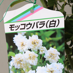 薔薇苗＊モッコウバラ白花＊ガーデニング＊庭植え 1枚目の画像