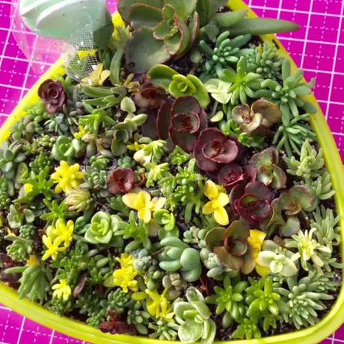 メール便に限り送料無料！！ 購入済み。セダム ステファニーゴールド