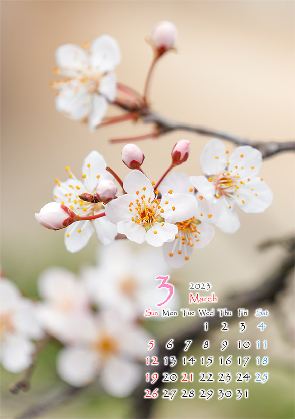 2L花カレンダー　2023年3月～スモモ～　172㎜x121㎜ 1枚目の画像