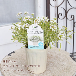 送料無料 常緑樹木 オリーブ ルッカ 7号 高さ150cm シンボルツリー
