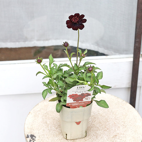 値引きセール 花苗 PW チョコレートコスモス チョカモカ 3.5号ポット