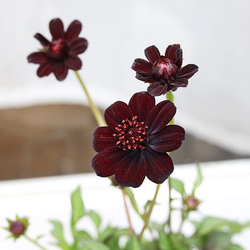 値引きセール 花苗 PW チョコレートコスモス チョカモカ 3.5号ポット