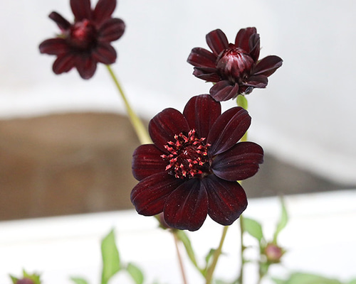 花苗 PW チョコレートコスモス チョカモカ 3号ポット 多年草