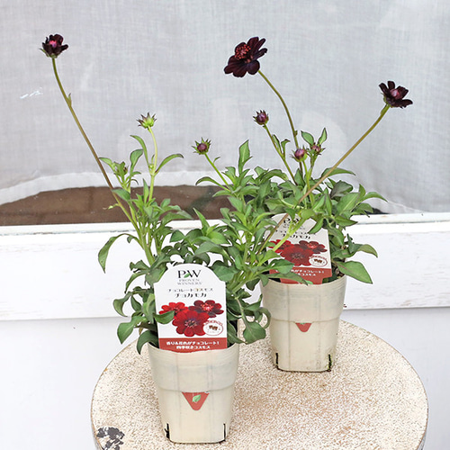 トコシエコウの花畑 566 330 ポット発送メルカリ便 花苗 PW チョコレートコスモス チョカモカ 3号ポット 多年草