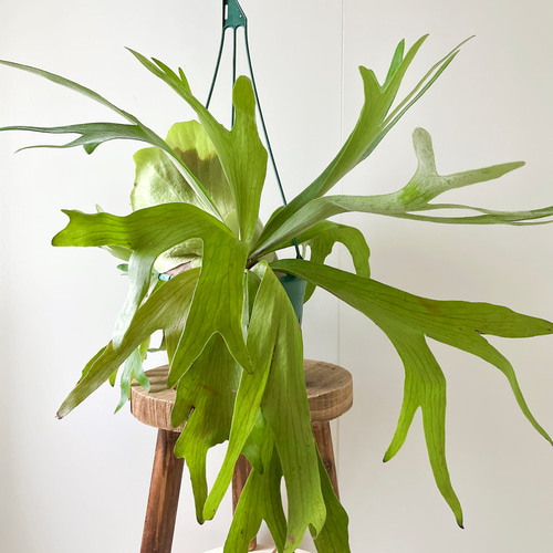 10/10撮影】コウモリラン ビカクシダ 観葉植物 吊り下げ 大型 その他