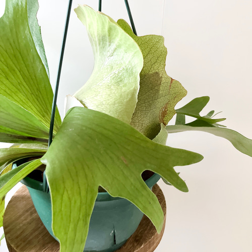 ビカクシダ（コウモリラン） ハンギング 観葉植物 本物 吊り下げ