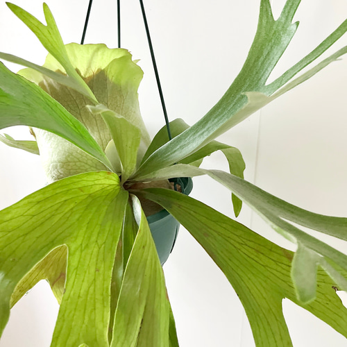 10/10撮影】コウモリラン ビカクシダ 観葉植物 吊り下げ 大型