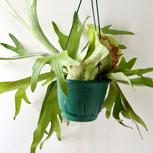 ビカクシダ（コウモリラン） ハンギング 観葉植物 本物 吊り下げ