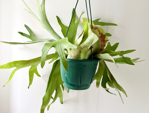 ビカクシダ 大型 コウモリラン 吊り下げ式 ハンギング 観葉植物の販売・ギフトならフラワーコーポレーション / 人工