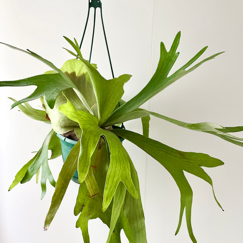 ラギ男さん専用 ビカクシダ 吊り下げ式 観葉植物 ビカクシダ 吊り下げ 苔玉 A （コウモリランのハンギング