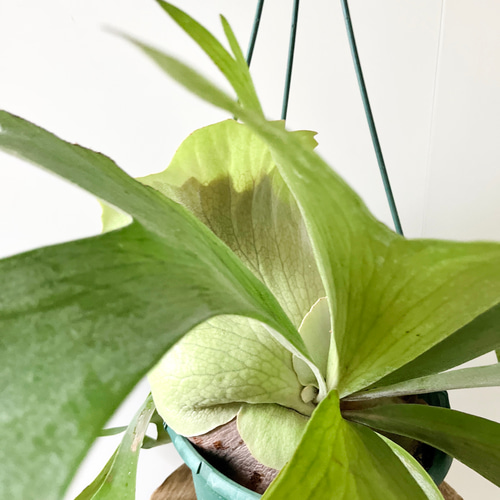 10/10撮影】コウモリラン ビカクシダ 観葉植物 吊り下げ 大型 その他