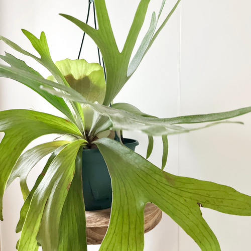 ビカクシダ 大型 コウモリラン 吊り下げ式 ハンギング 10/10撮影】コウモリラン ビカクシダ 観葉植物 吊り下げ 大型