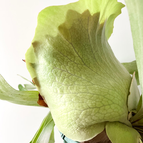 10/10撮影】コウモリラン ビカクシダ 観葉植物 吊り下げ 大型 その他