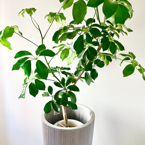 10/11】新品種 シェフレラ グリーンブレイズ 大型 希少 その他