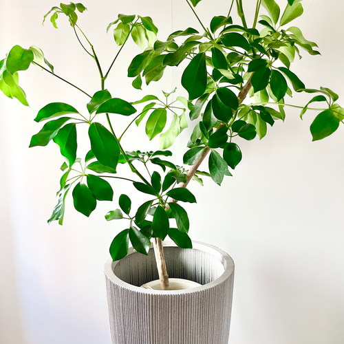 10/11】新品種 シェフレラ グリーンブレイズ 大型 希少 その他