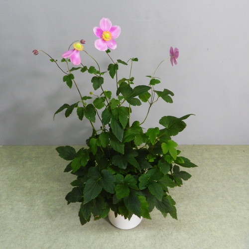 ☆ENGEI ichioki☆秋明菊「一重咲ピンク」鉢花02☆多年草・寒さにも