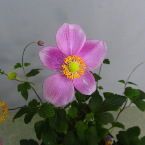 ☆ENGEI ichioki☆秋明菊「一重咲ピンク」鉢花02☆多年草・寒さにも