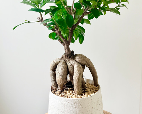 ガジュマル　陶器鉢　22【現品】観葉植物　室内 幸せを見守る樹 ガジュマル 5号 ホワイト陶器鉢 丸ロング 土の