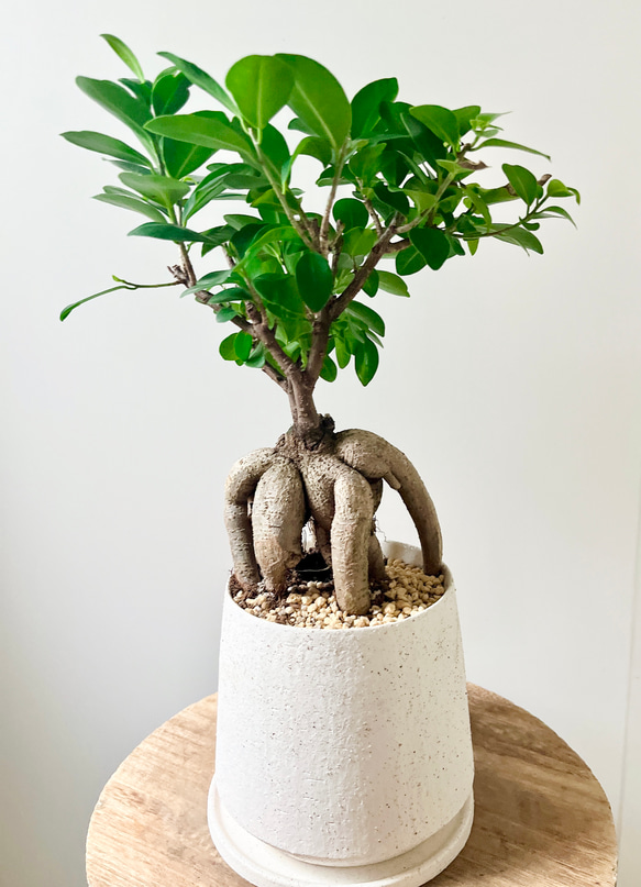10/12撮影】観葉植物 室内 ガジュマル 陶器鉢仕立て その他インテリア