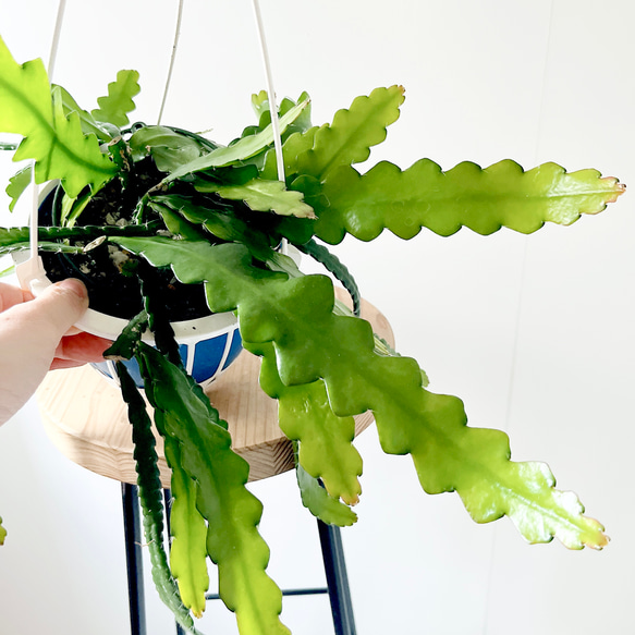 人気》フィッシュボーンカクタス ハンギング 観葉植物 calm cafe