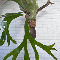 リサリサさま　専用　ビカクシダ　コウモリラン　流木付け　観葉植物　ハンギンググリーン  BG3L195 8枚目の画像