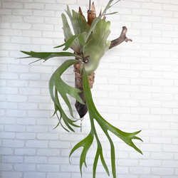 リサリサさま　専用　ビカクシダ　コウモリラン　流木付け　観葉植物　ハンギンググリーン  BG3L195 3枚目の画像