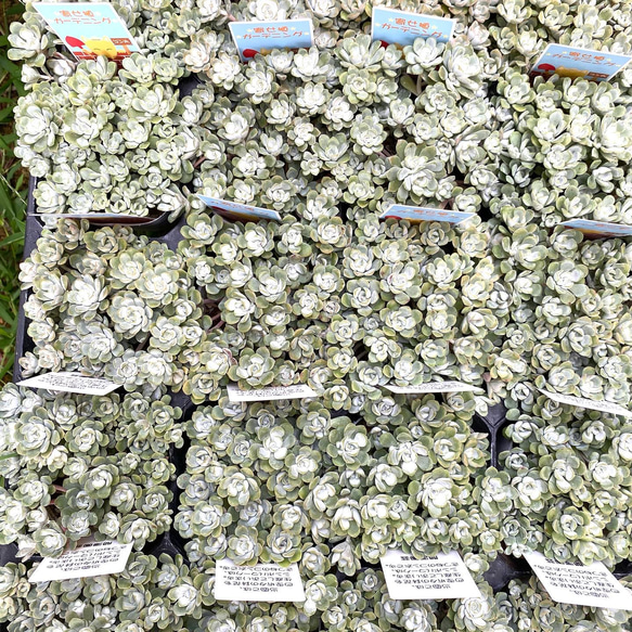 白雪ミセバヤ　多肉植物 2枚目の画像