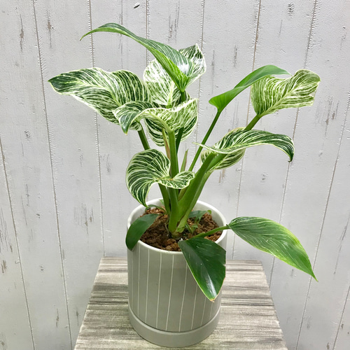 希少 フィロデンドロン 'バーキン' Philodendron 'Birkin' セラミック