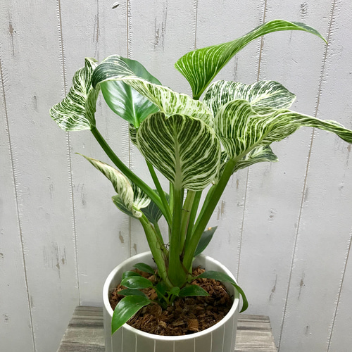 希少 フィロデンドロン 'バーキン' Philodendron 'Birkin' セラミック