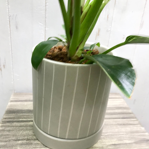 希少 フィロデンドロン 'バーキン' Philodendron 'Birkin' セラミック