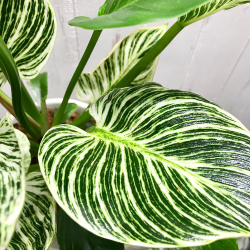 希少 フィロデンドロン 'バーキン' Philodendron 'Birkin' セラミック