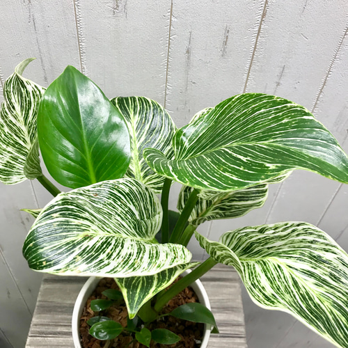 希少 フィロデンドロン 'バーキン' Philodendron 'Birkin' セラミック