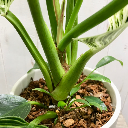 希少 フィロデンドロン 'バーキン' Philodendron 'Birkin' セラミック
