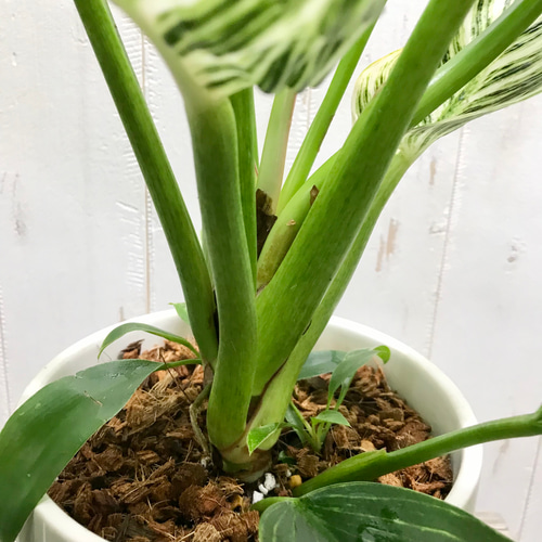希少 フィロデンドロン 'バーキン' Philodendron 'Birkin' セラミック