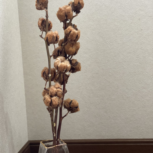 コットンツリー 1本 白 ブラウン ドライフラワー sora 通販 14792884