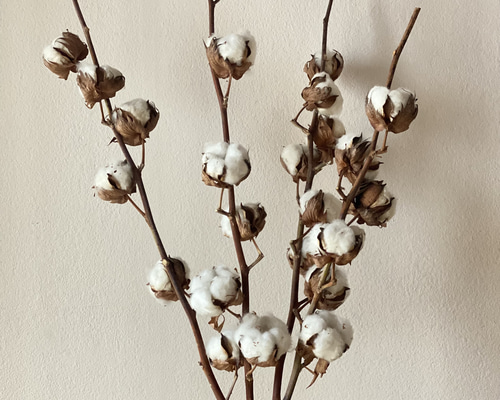 専用感謝Sale＊コットンツリーブリキアレンジ＆コットンドライボトル