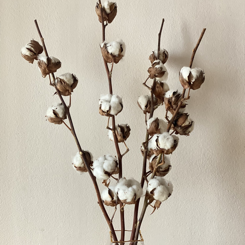 コットンツリー 1本 白 ブラウン ドライフラワー sora 通販 14792884