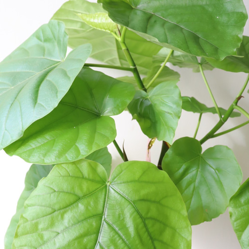 ハート形の葉が人気の観葉植物＊フィカス ウンベラータ＊曲がり