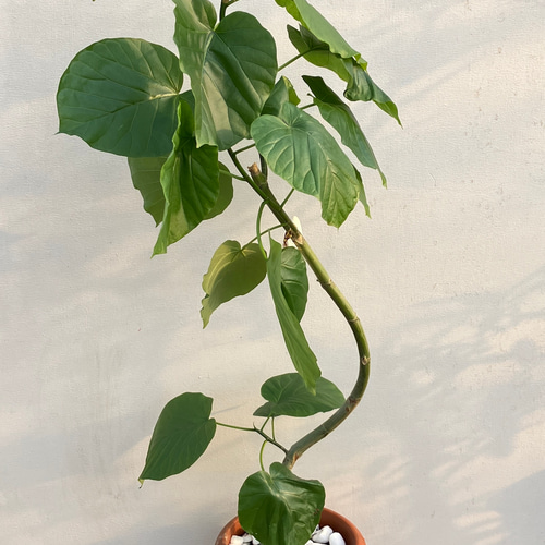 ハート形の葉が人気の観葉植物＊フィカス ウンベラータ＊曲がり