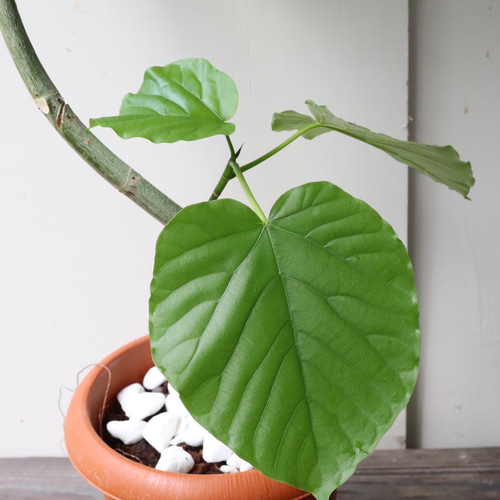 ハート形の葉が人気の観葉植物*フィカス ウンベラータ*曲がり ハート形の葉が人気の観葉植物*フィカス ウンベラータ*曲がり