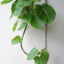 ハート形の葉が人気の観葉植物＊フィカス ウンベラータ＊曲がり