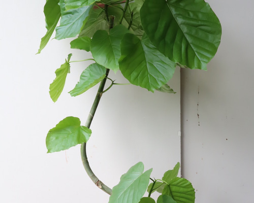 ハート形の葉が人気の観葉植物＊フィカス ウンベラータ＊曲がり