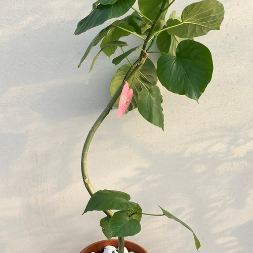 ハート形の葉が人気の観葉植物*フィカス ウンベラータ*曲がり ハート形の葉が人気の観葉植物*フィカス ウンベラータ*曲がり