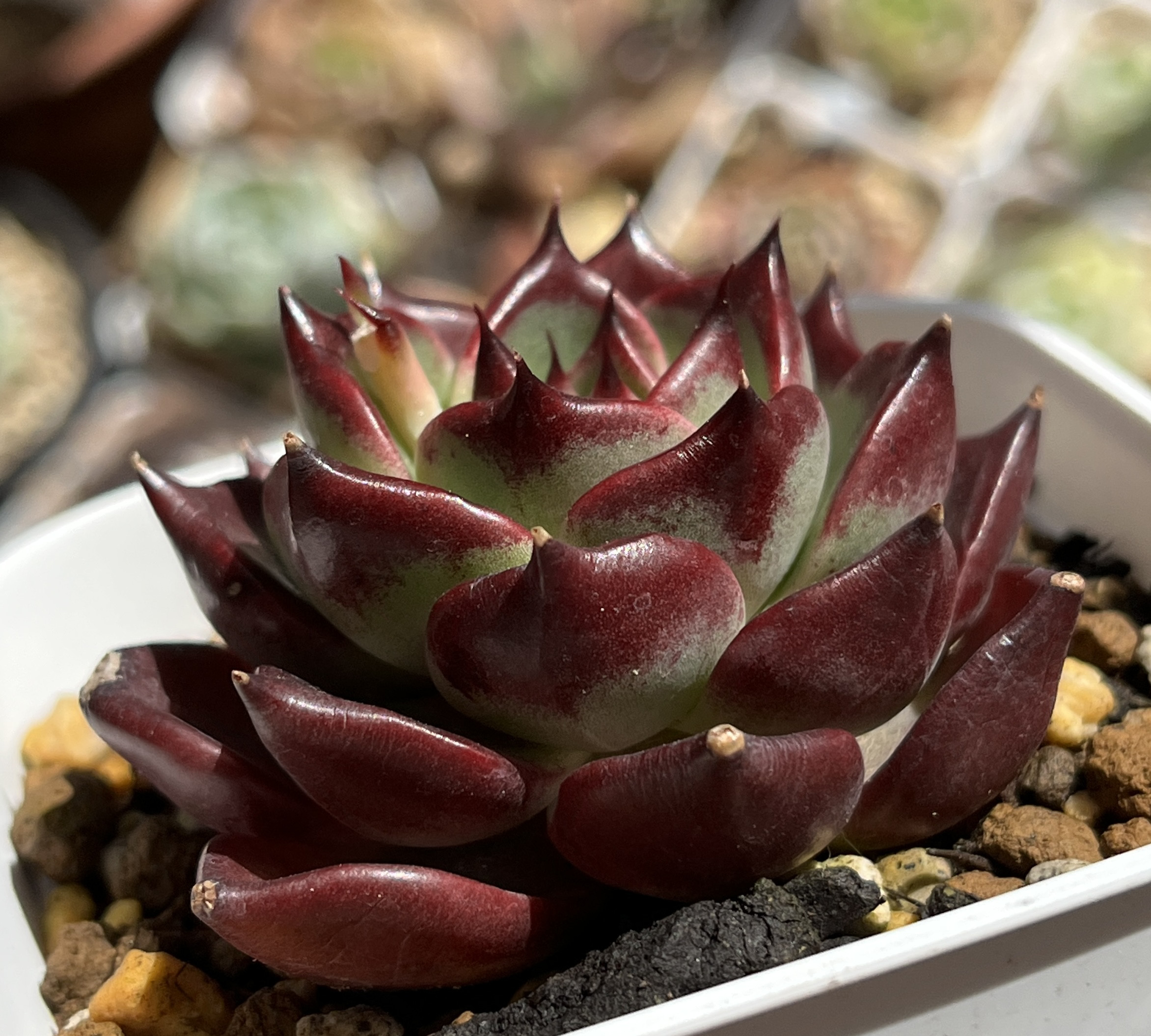 ✨レア✨️ PH-BLACK オリジナルラベル付き ペキヘミアロエ 多肉植物 Amazon.co.jp: 農園直売 多肉植物 寄せ植え エケベリア属