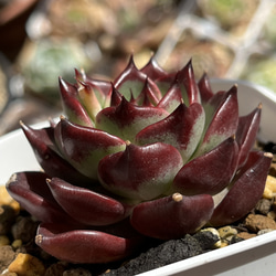 3e5d4f5066f4db967b3462d6fca47c