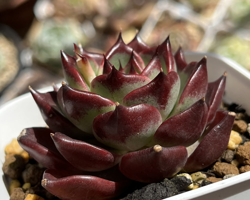 3e5d4f5066f4db967b3462d6fca47c