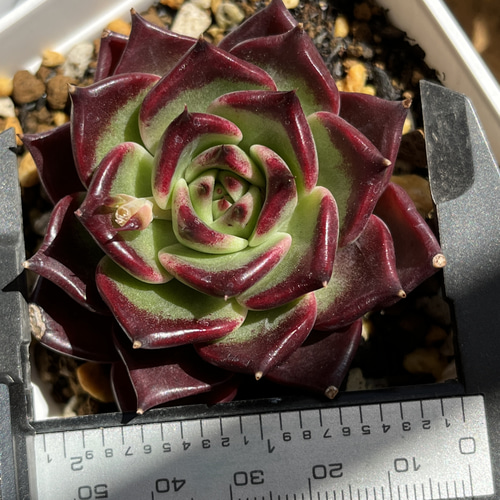 多肉植物 ☆ ブラックナイト 抜き苗 多肉植物 多肉園Le lien（ル